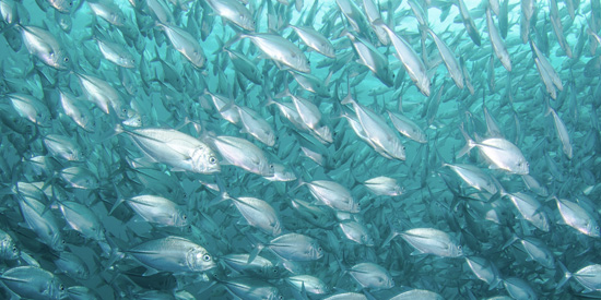 How are rising sea temperatures stunting fish growth?