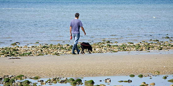 Majority of dog walkers flouting leashing laws on Victorian beaches 
