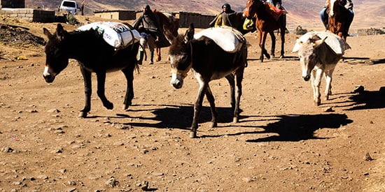 Appetite for donkey hide puts African community livelihoods at risk: Deakin research