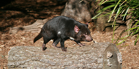 Tasmanian devils are learning to live with deadly facial tumour disease