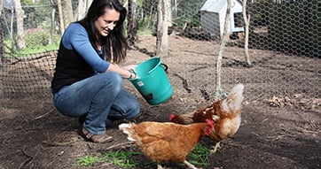 Food poisoning: researchers take aim at chicken pathogen