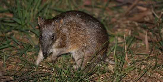 Deakin research show bandicoots can thrive in Melbourne's outskirts