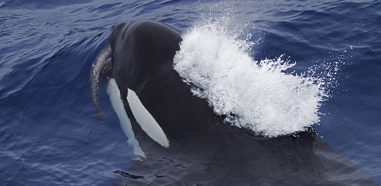 Deakin research: Brutal episode has long-term impact on killer whales 