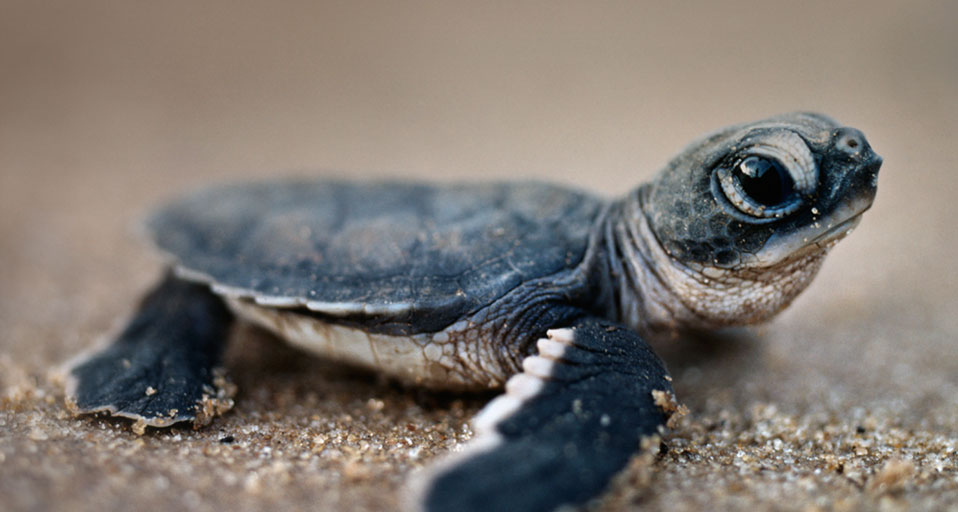 Deakin turtle research gets Queen's stamp of approval