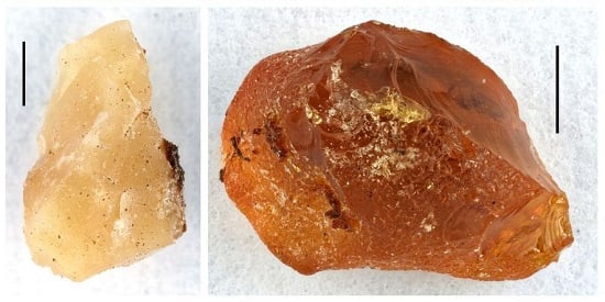 Deakin nuclear tech unlocks 50-million-year-old amber time capsules