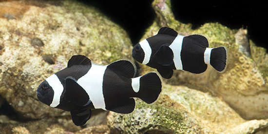 Finding Nemo: Scientists sequence the genome of iconic clownfish