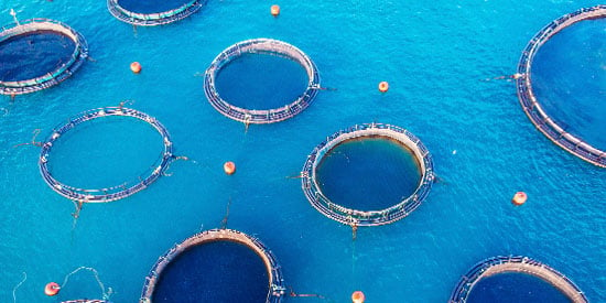 Growing the aquaculture industry without depleting the ocean