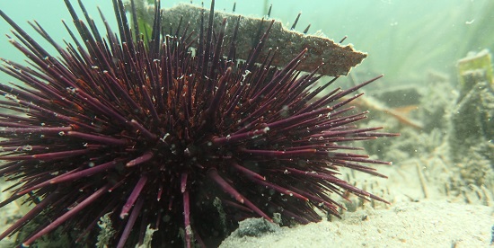 New Deakin study finds sea urchins major culprits in CO2 emissions