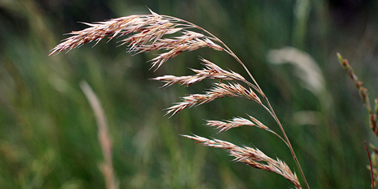 Deakin pollen count begins marking start of hay fever season