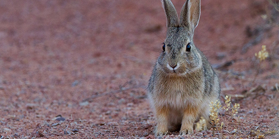 Rabbit removal could be good or bad for native mammals: Deakin study