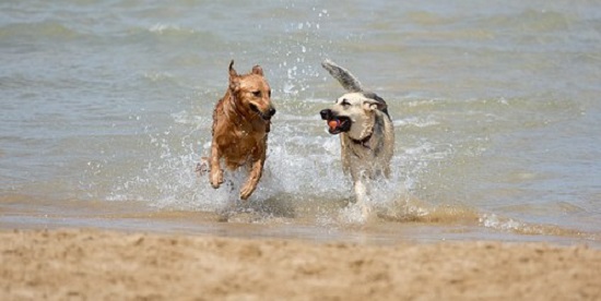 Surf Coast beaches need tougher dog regulations: Deakin research