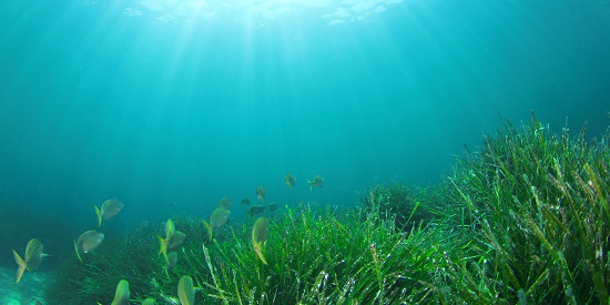 Just seagrass to us but a powerhouse for fish, Deakin study shows