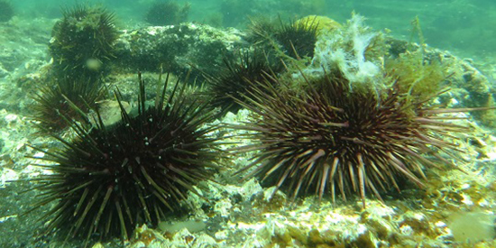 Sea urchin cull in Port Phillip Bay to help restore kelp forests