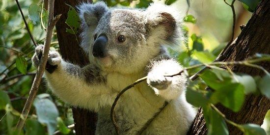 Expert calls for new approach to save Victoria's koalas 