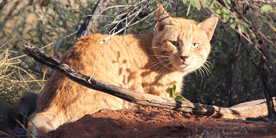 Feral cat management key to saving threatened species: Deakin ecologist