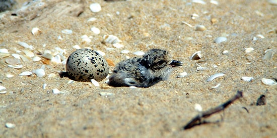 Deakin finds evidence of dogs killing threatened chicks on Victorian beaches