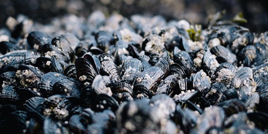 Mussels reveal secrets of reproductive 'chemistry'