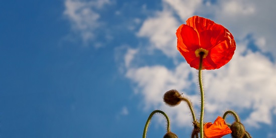 Deakin duo score 'Tall Poppy' awards for contribution to science