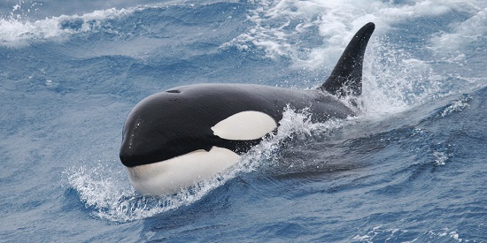 Killer whales diving to record depths for dinner: Deakin research