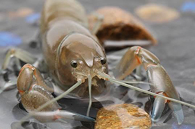 Come  get me: New Deakin University research shows small and slow underwater creatures have a better chance of avoiding death by fishing hook than their bigger and bolder family and friends.