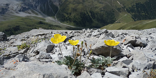 Global warming growing taller, bigger plants in arctic and alpine areas