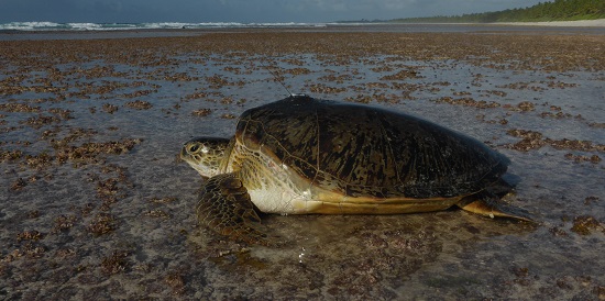 Tracking shows value of Marine Protected Areas, says Deakin researcher 