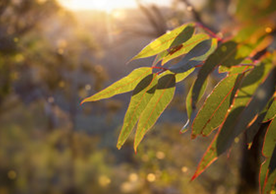 Strengthening Intercultural Relationships among Australia’s Rural Youth