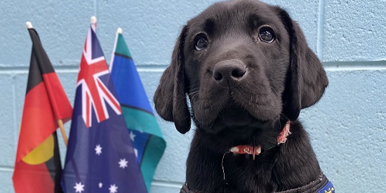 NAIDOC puppy celebrates connection between NIKERI Institute and Vision Australia