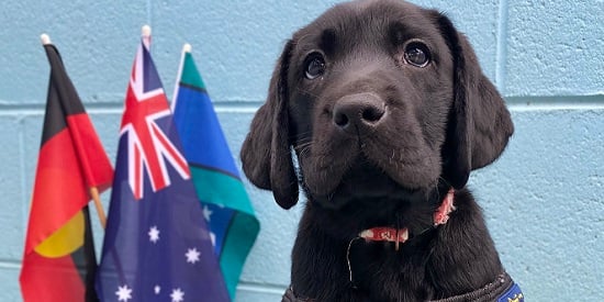 NAIDOC puppy celebrates connection between NIKERI Institute and Vision Australia