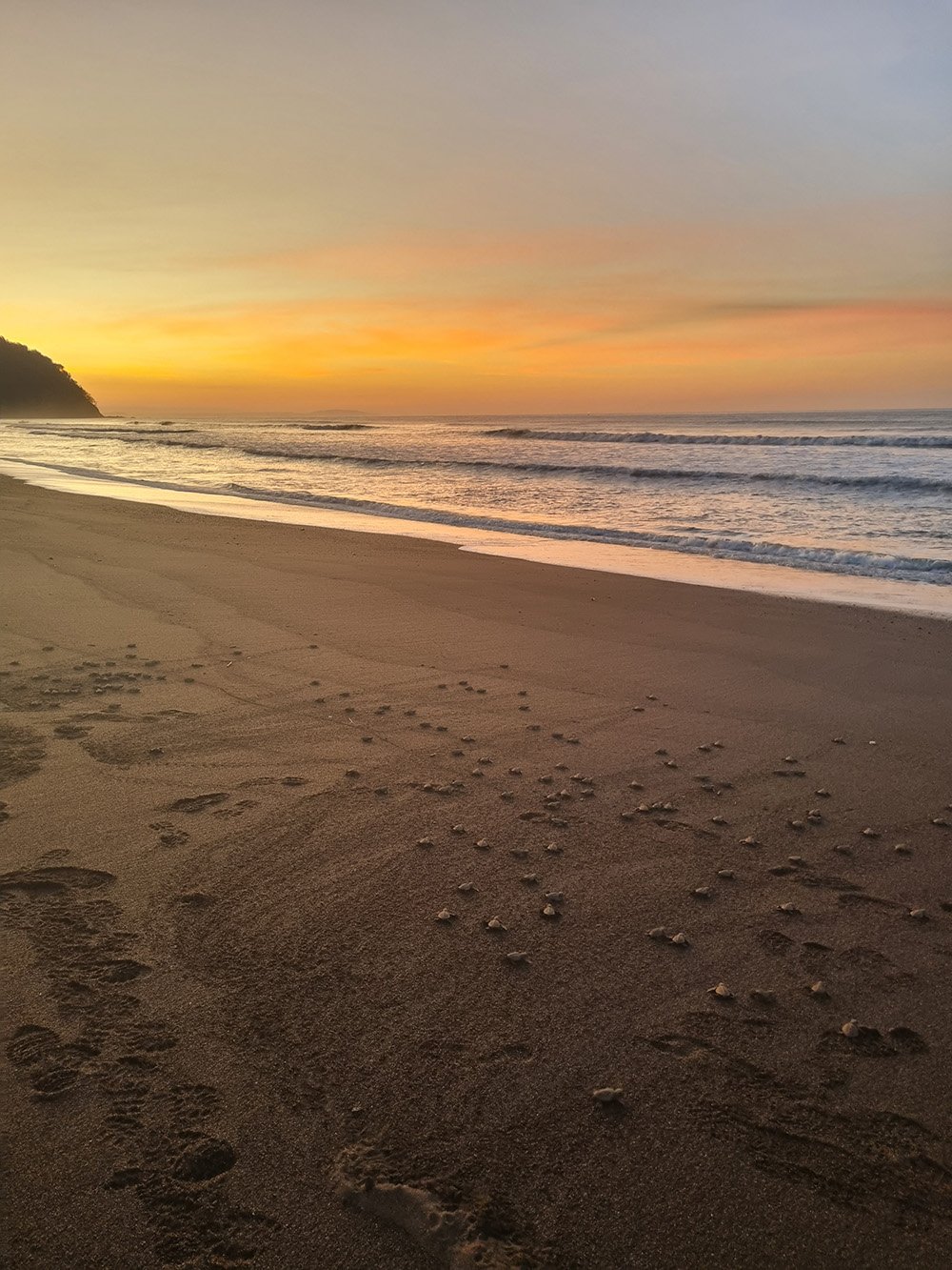 Sea turtles on beach in Costa Rica