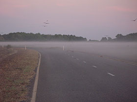 In for the kill: Raptors swoop down on a section of Arnhem Hwy in NT for their daily breakfast of roadkill. Picture: Dr Christa Beckmann