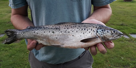 Warrnambool scientist helps tackle climate change impact on fish