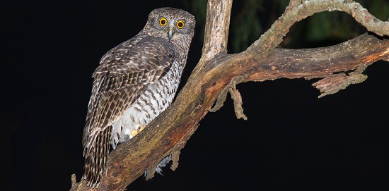 Hunt, rest and play: Deakin researchers track city's Powerful Owls 