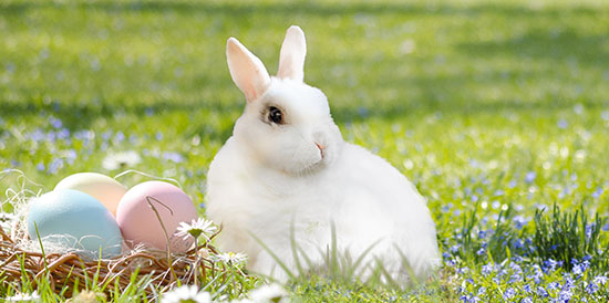 Is the Easter Bunny real: tips for answering an age-old question
