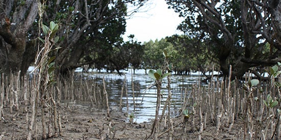 Ecosystems vital to realising UN targets to protect and preserve nature