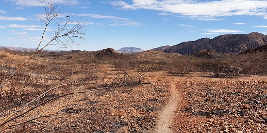 Rough walking track winding through dry central Australia bushland