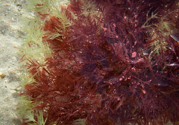 Unlocking the power of seaweed