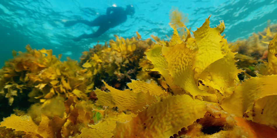 https://www.deakin.edu.au/__data/assets/image/0005/2903324/seaweed-banner.jpg