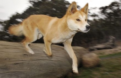 Dingo