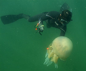 Tagged: Gower Coast Adventures capture a researcher tagging a jellyfish with a GPS off the coast of France.