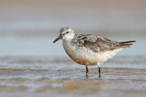 At risk: Red Knot shorebirds are experiencing 'globally unrivalled' warming rates at their Arctic breeding grounds.