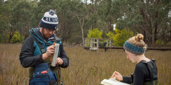 Tidal marshes exposed as massive carbon sinks