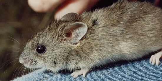 New Holland mouse disappears from Otways, ecologist warns of extinction