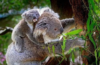 Frozen koala sperm is key to saving the species, new model shows