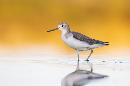 Birds of a feather grow differently according to the weather