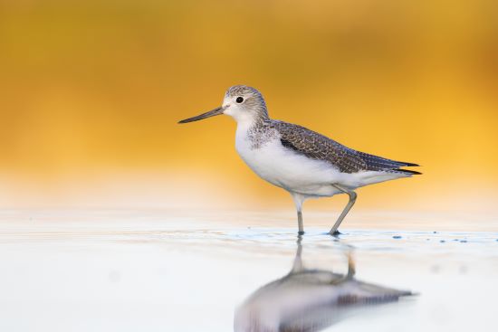 Birds of a feather grow differently according to the weather