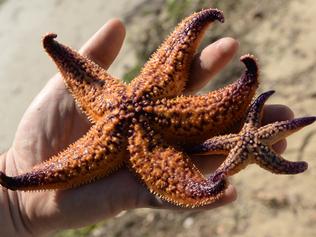 Unlocking chemical cues is key to invasive sea star removal 