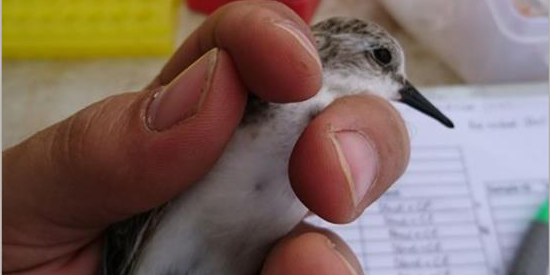 Deakin researchers aim for early detection to stop bird flu from taking flight