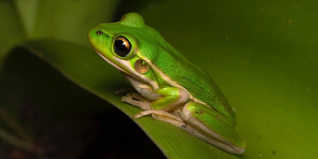 Is the humble farm dam the lifeline that frogs need?