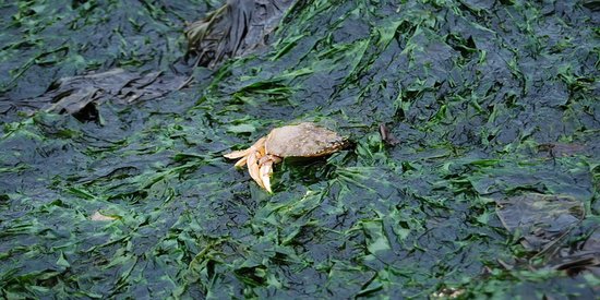 Carbon pricing key to saving world's best ally in climate fight: seagrass